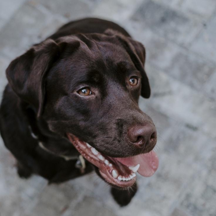 J. Patel testimonial